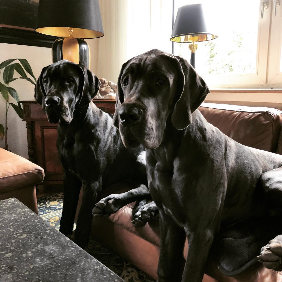 Большие Черные Собаки Фото
