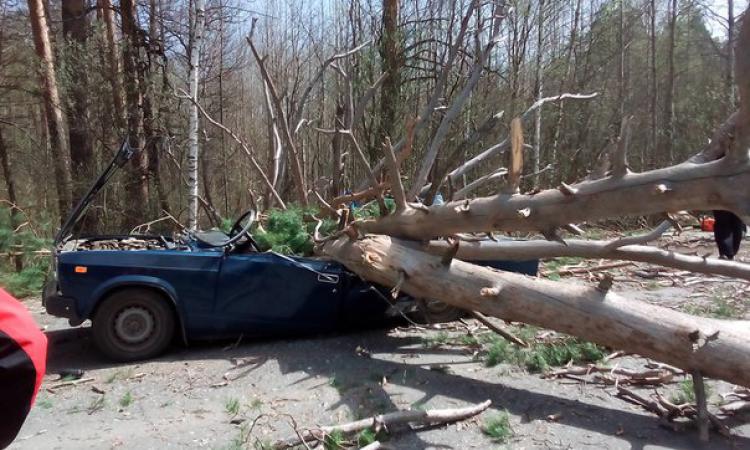 Под Пензой деревья рухнули на проезжавший мимо ВАЗ-2107