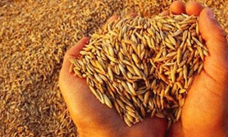 <div class="dr_in_to_news"></div> Близько 10% врожаю зернових на Черкащині зібрали фермери 
