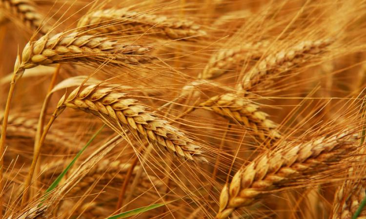 Bloomberg: Америка проигрывает России в «пшеничной войне»