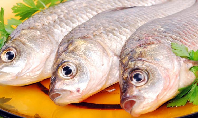 Рыба может разрушить иммунитет человека считают ученые