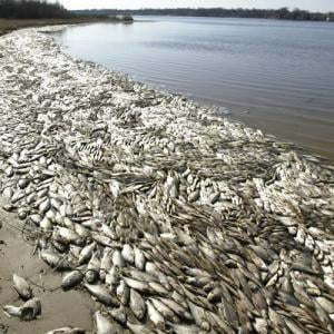 Астраханская область: тоннами гибнет рыба