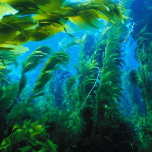 Балтийское море признано опасным для купания