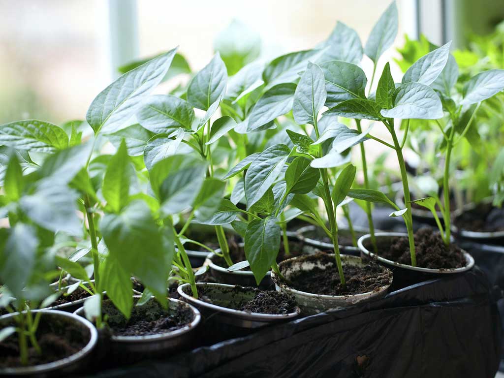 Огород на подоконнике в марте, подготовка рассады для выращивания овощей на балконах и лоджиях" 