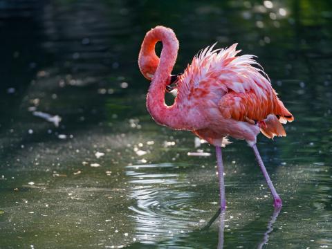 Фламинго в Астраханской области