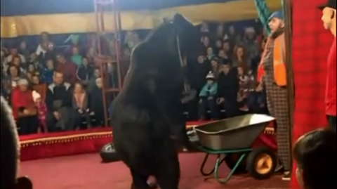  В Карелии в шапито во время представления медведь едва не растерзал дрессировщика