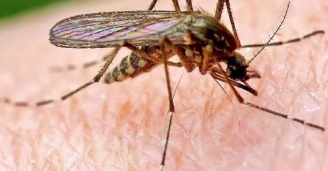 На Кубани начали проводить мероприятия по истреблению опасных комаров