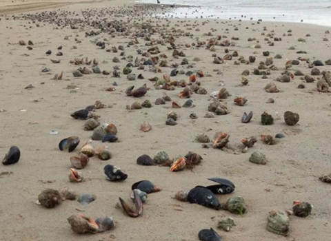 В Анапе на берег Черного моря выбросило тысячи мидий и рапанов