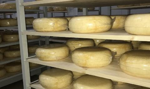 В Ставропольском крае в несколько раз повысилось производство сыра