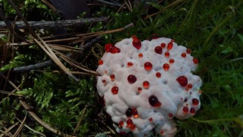 В лесу под Новосибирском нашли пугающий гриб с каплями “крови”