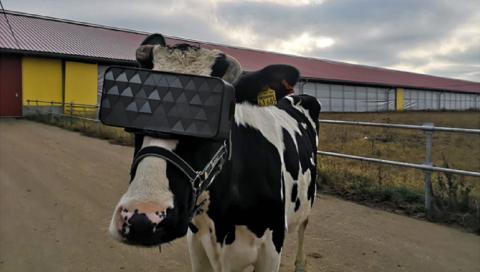 Впервые на коровах испытали VR-очки