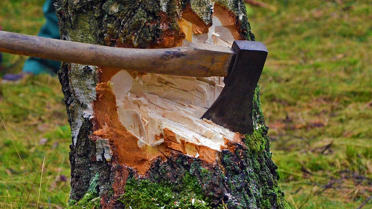 В Крыму прокуратура выявила незаконную вырубку деревьев