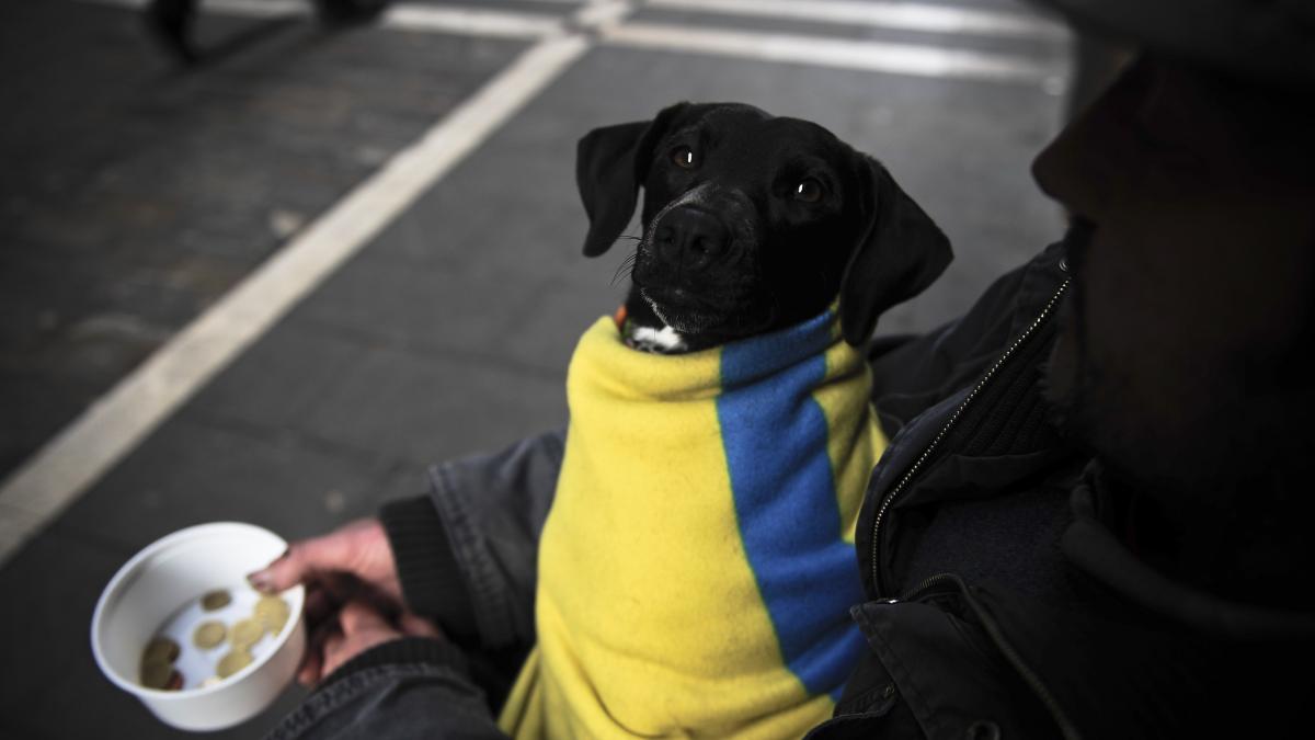 Украина новости сегодня Последние новости сегодня