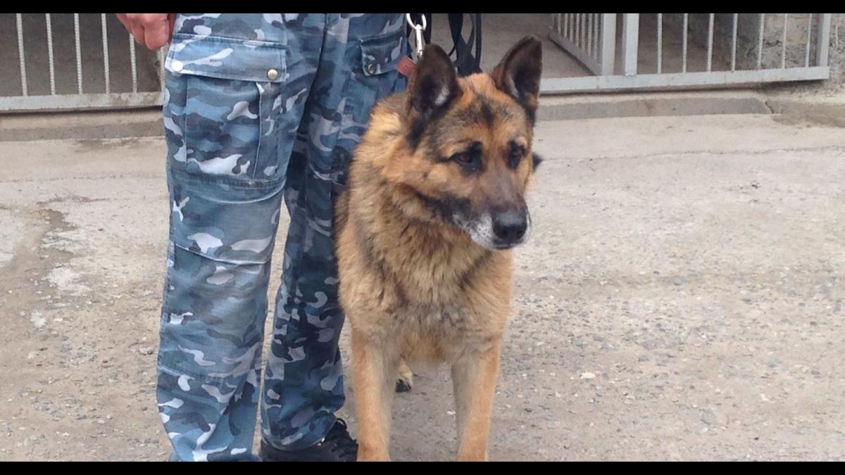 Вскрылось новое обстоятельство о пятилетней девочке Вскрылось новое обстоятельство о пятилетней девочке, которую ищет весь Крым