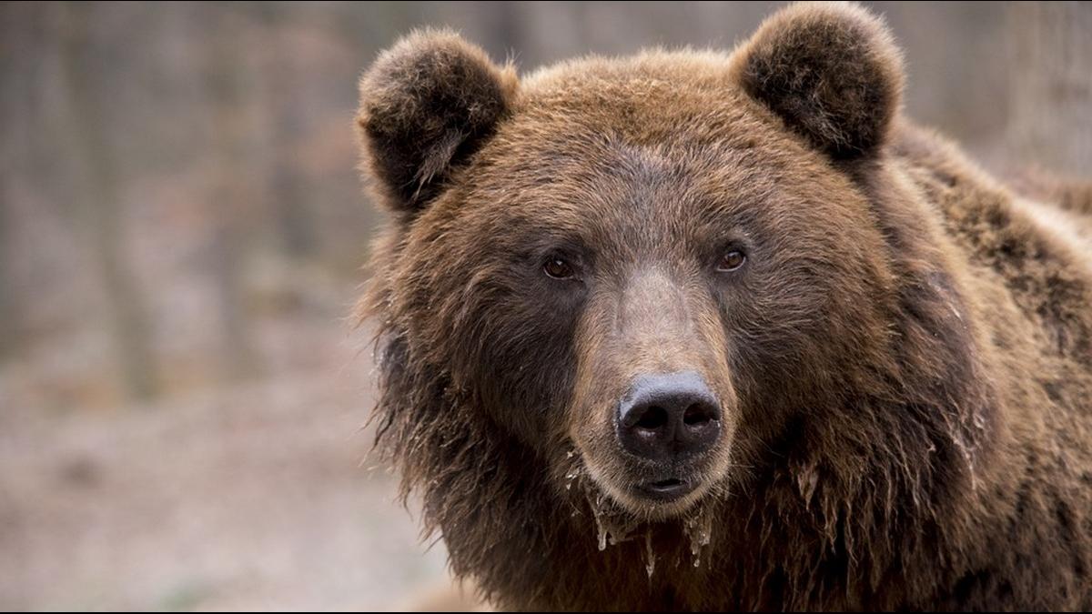 Женщину, растерзанную медведем, нашли в Забайкалье