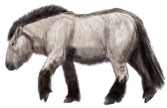 Учёные планируют клонировать лошадь ледникового периода, найденную в Якутии