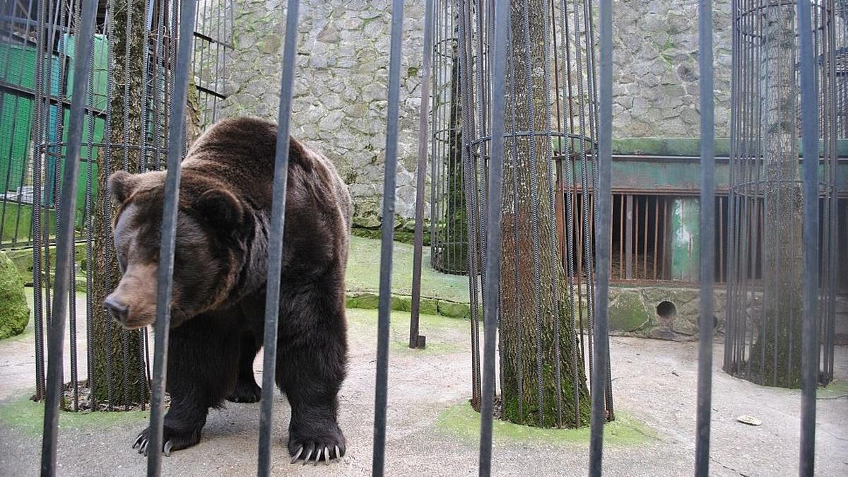 Владелец зоопарка „Сказка“ в Крыму раздаст или усыпит 30 медведей медведь в зоопарке