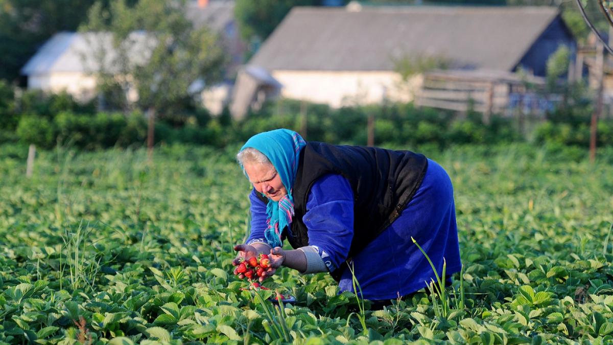 Минтруд хочет ввести надбавки к пенсии в размере 25% для новых сельских профессий Минтруд хочет ввести надбавки к пенсии в размере 25% для некоторых профессий