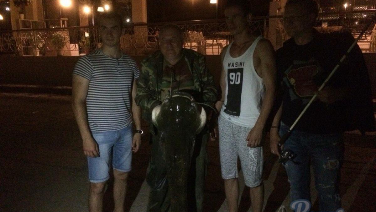 Сома – «кита» поймал удачливый рыбак на набережной в Ростове Сома-кита поймали в Дону