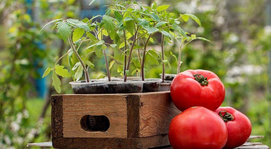Когда сажать помидоры на рассаду в 2019 году: благоприятные и неблагоприятные дни, таблица высева семян" 