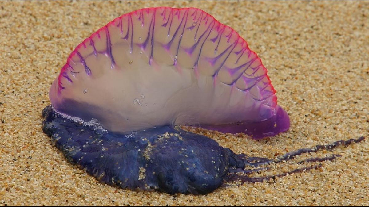 На пляжи Англии из моря выползают смертельно опасные существа Португальский кораблик – вот название медузоидных особей