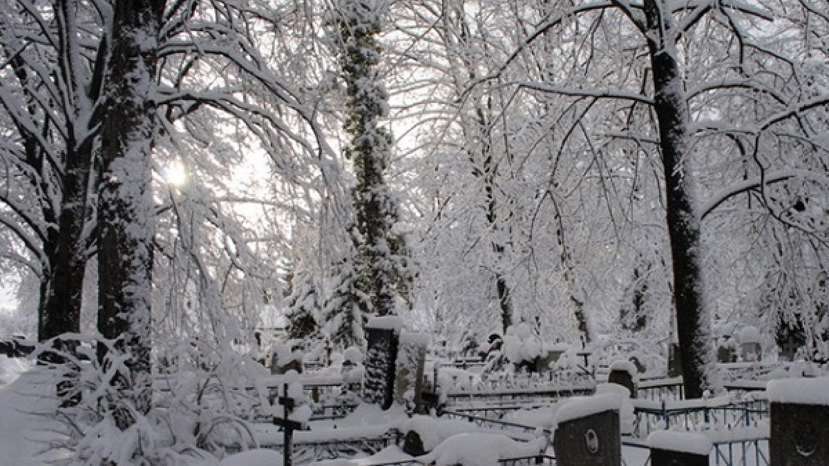 Российские чиновники спилили памятную ель на городском кладбище для празднования Нового года Российские чиновники срубили елку для города на кладбище