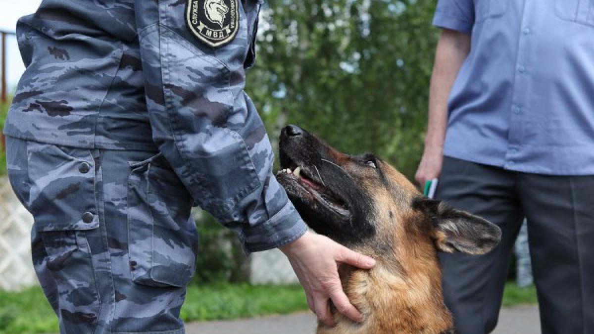 День кинолога в России 21 июня 2018: история, особенности и веселые поздравления к празднику День кинолога в России 21 июня 2018: история, особенности и веселые поздравления к празднику