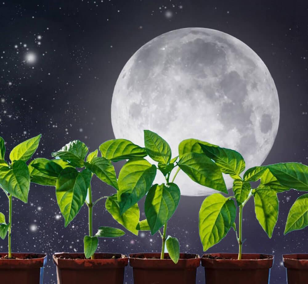 Лунный календарь садовода и огородника на февраль-2019: благоприятные и неблагоприятные дни для посадки рассады, таблица высадки семян