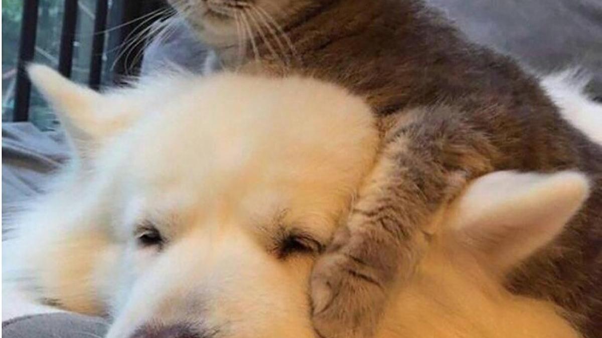 5 вещей, за которые собаки на нас тайно обижаются 5 вещей, за которые собаки на нас тайно обижаются
