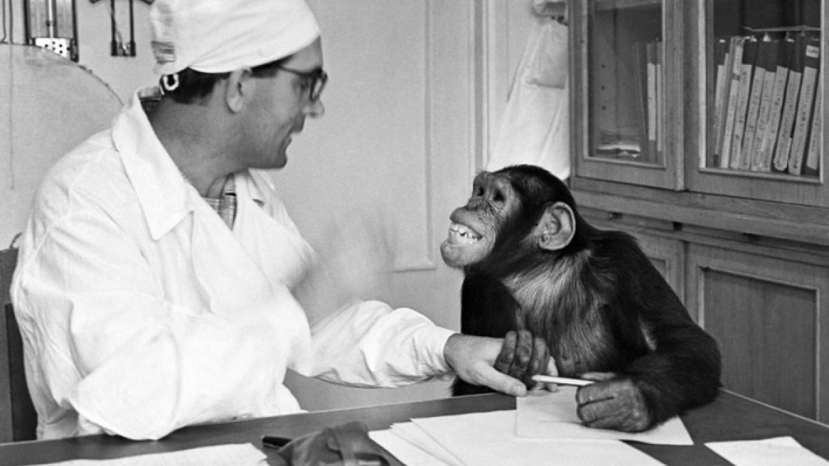 Секретные эксперименты доктора Иванова: смог ли ученый создать гибрид человека и обезьяны 