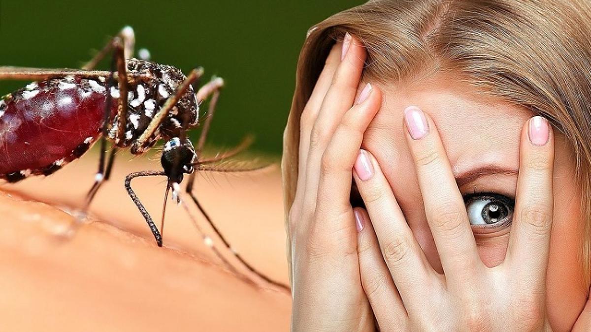 Комар Чью кровь предпочитают комары, поведали эксперты