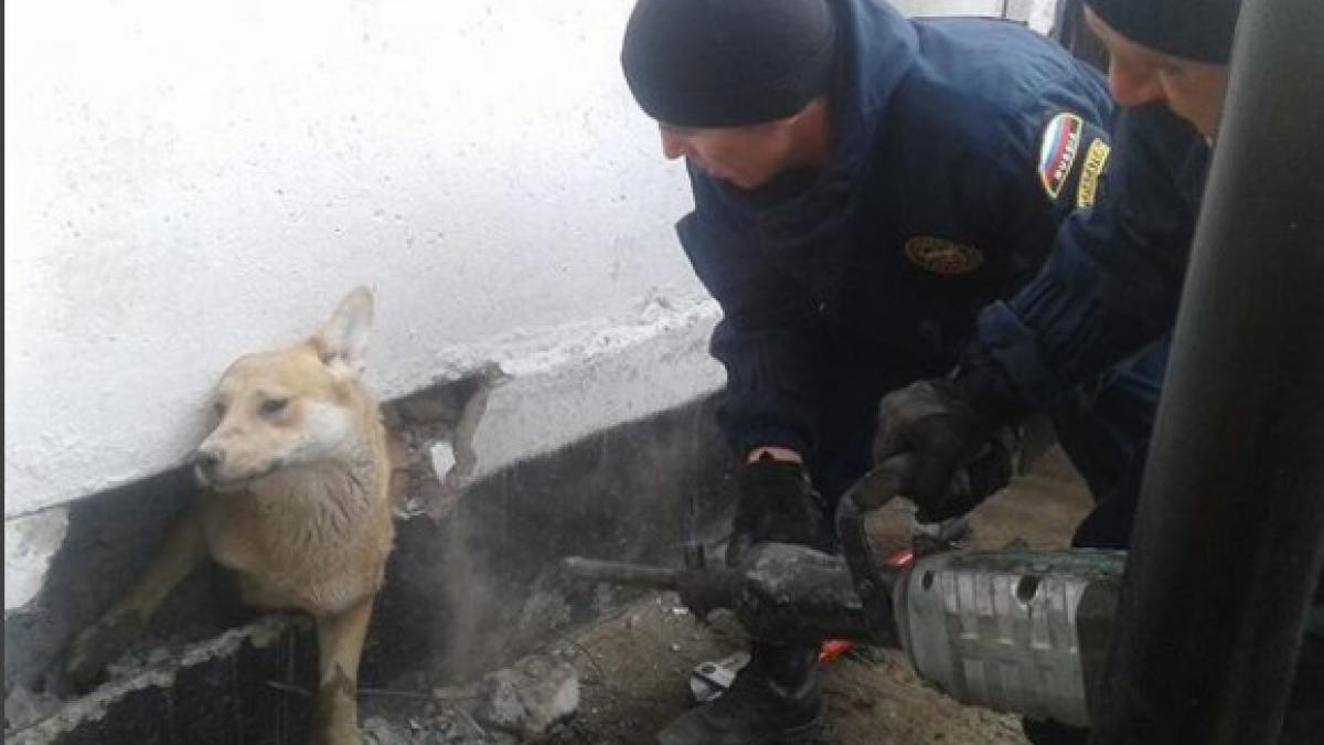 В Астрахани спасатели вызволили собаку из бетонной ловушки