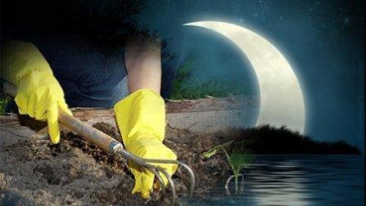 Благоприятные дни для посадки рассады в июне 2017: лунный посевной календарь, таблица посадки семян Благоприятные дни для посадки рассады в июне 2017: лунный посевной календарь, таблица посадки семян
