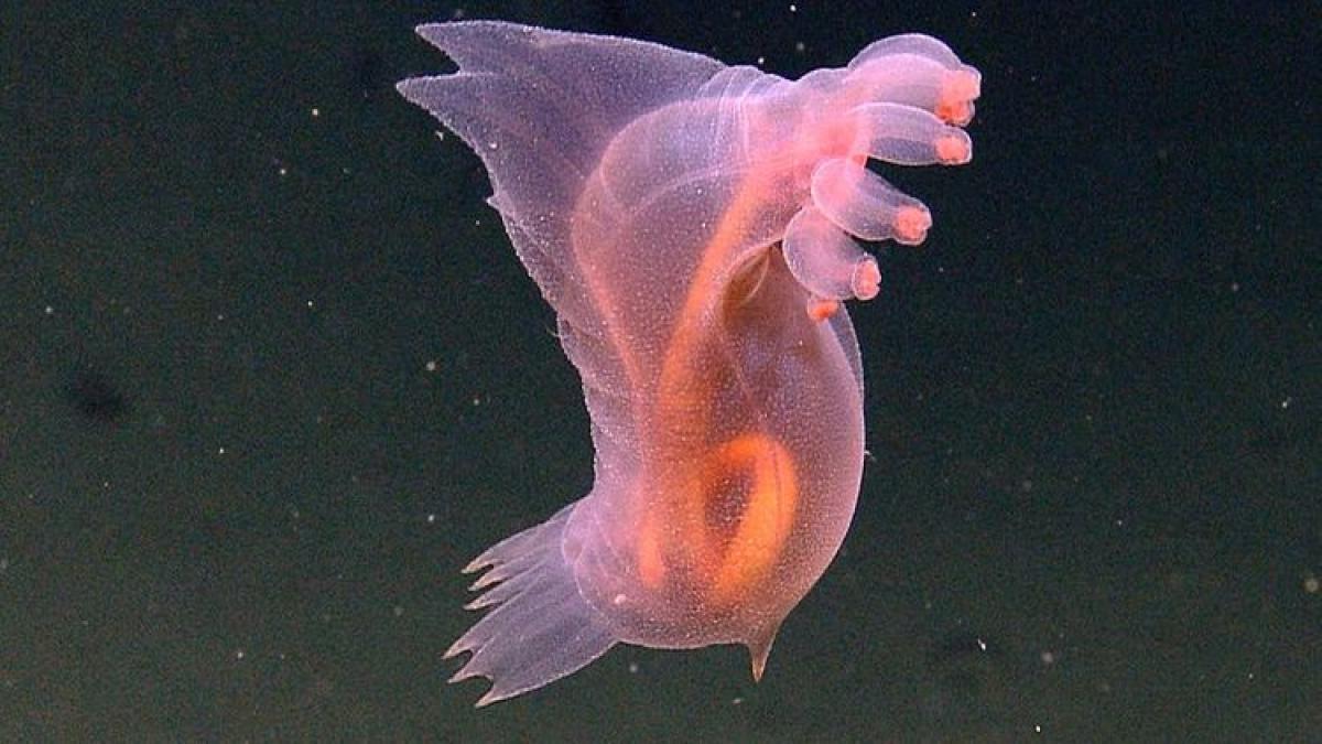 Морской огурец Морской огурец