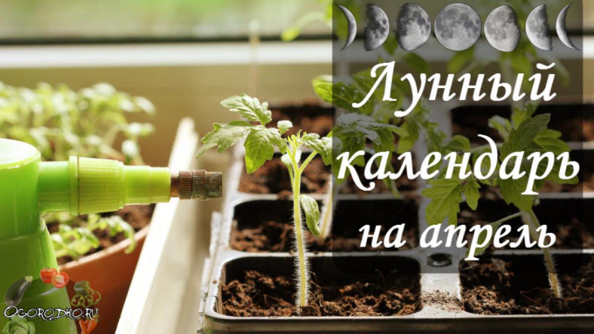 Лунный посевной календарь на 21 - 27 апреля для садоводов и огородников Лунный посевной календарь на 21 - 27 апреля для садоводов и огородников