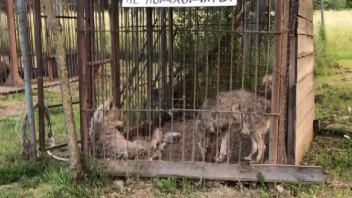 Видео жутких условий содержания животных в Беслане ужаснуло пользователей соцсети Волки в клетке