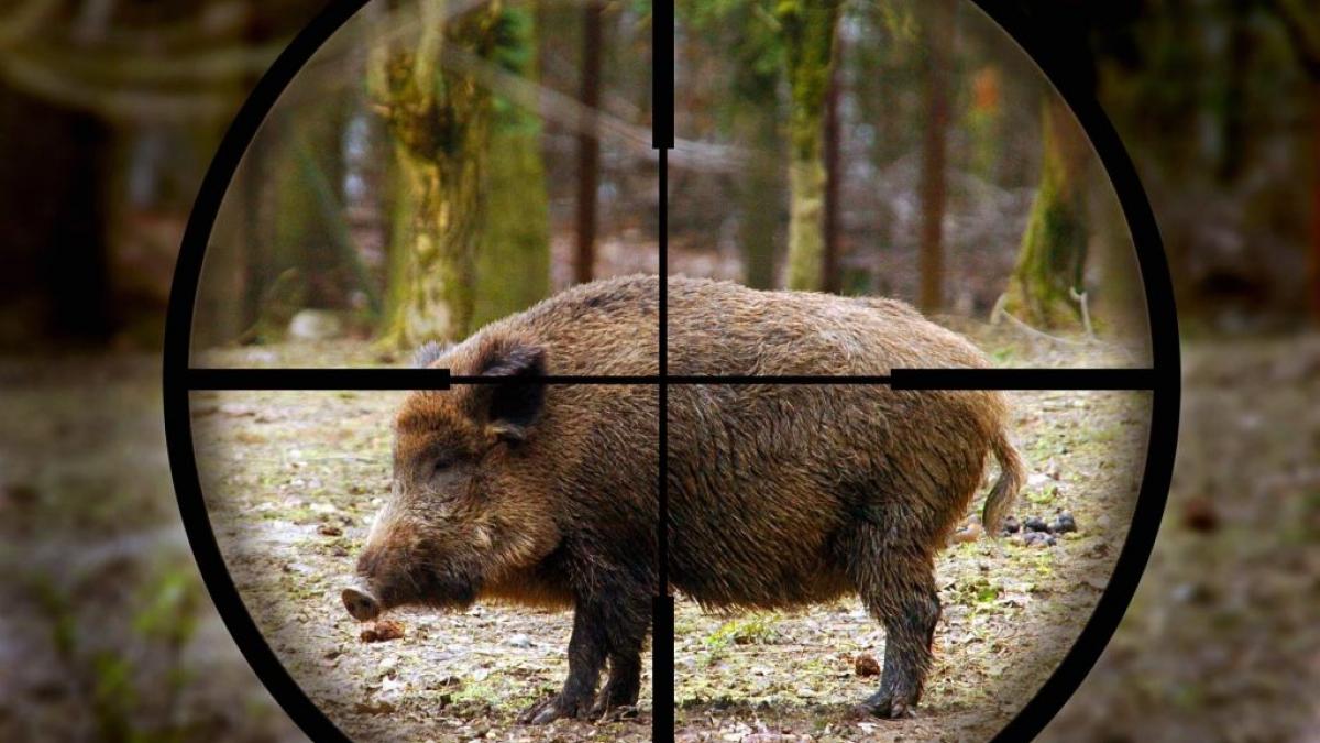Снявших на видео расстрел кабанов браконьеров разыскивают в Северной Осетии Кабан