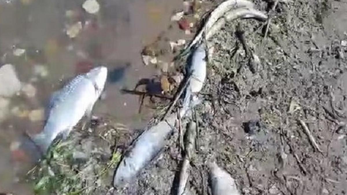 Жители Астраханской области сняли на камеру гибель рыбы в районе Волго-Каспийского канала Жители Астраханской области сняли на камеру гибель рыбы в районе Волго-Каспийского канала