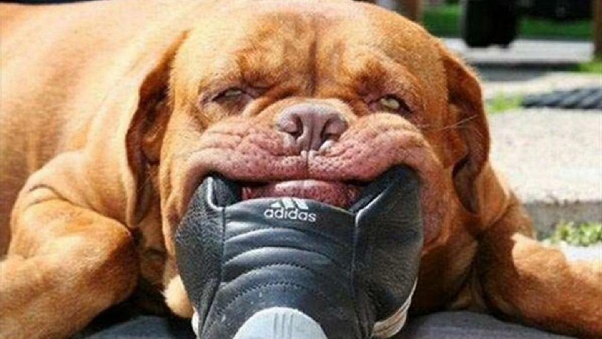 Собака Собака