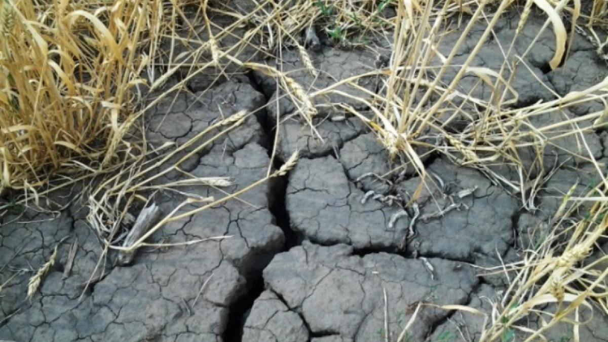 ЧС в Чечне: засуха накрыла 11 районов республики Культуры погибли из-за засухи