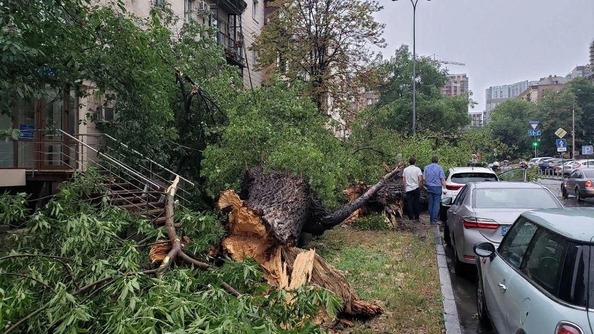 В Ростове из-за разбушевавшейся стихии упало почти 30 деревьев