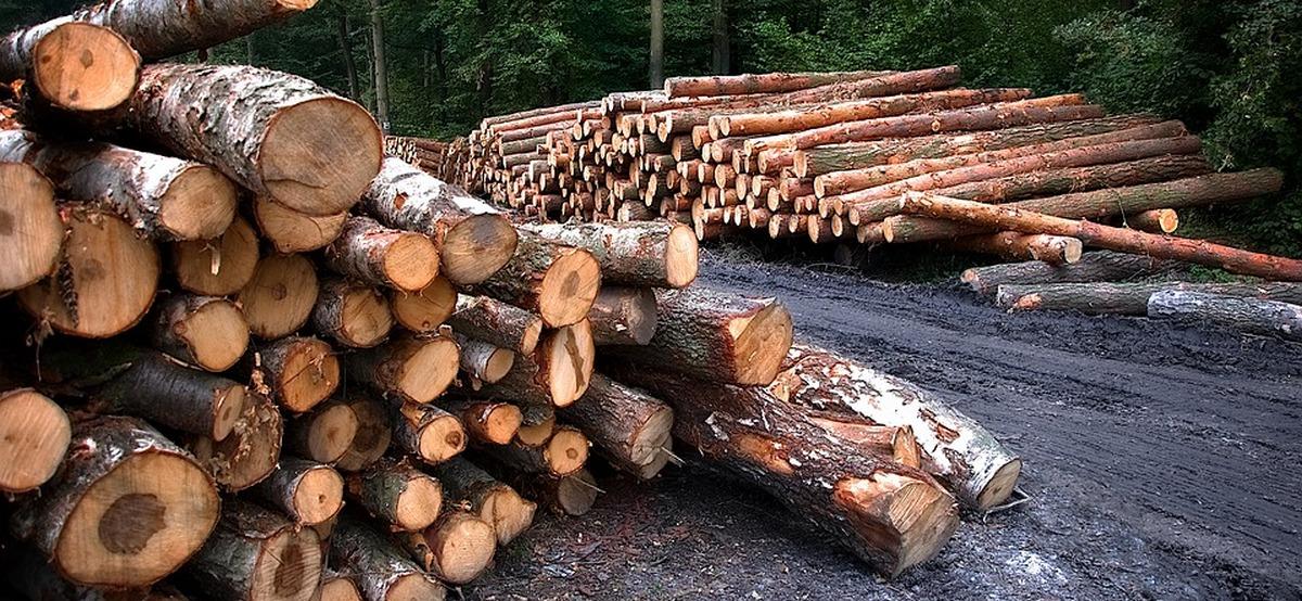 На Кубани «черные лесорубы» вырубили деревьев на 22 миллиона рублей