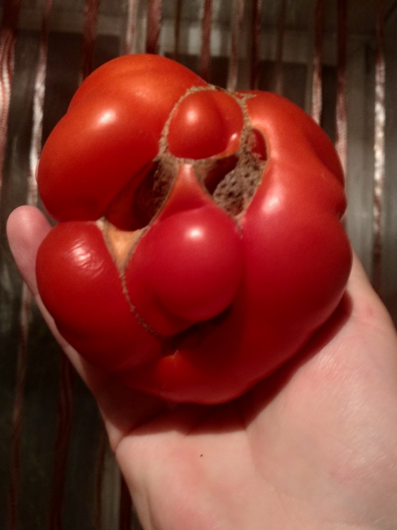 Такие помидоры и в салат жалко: 