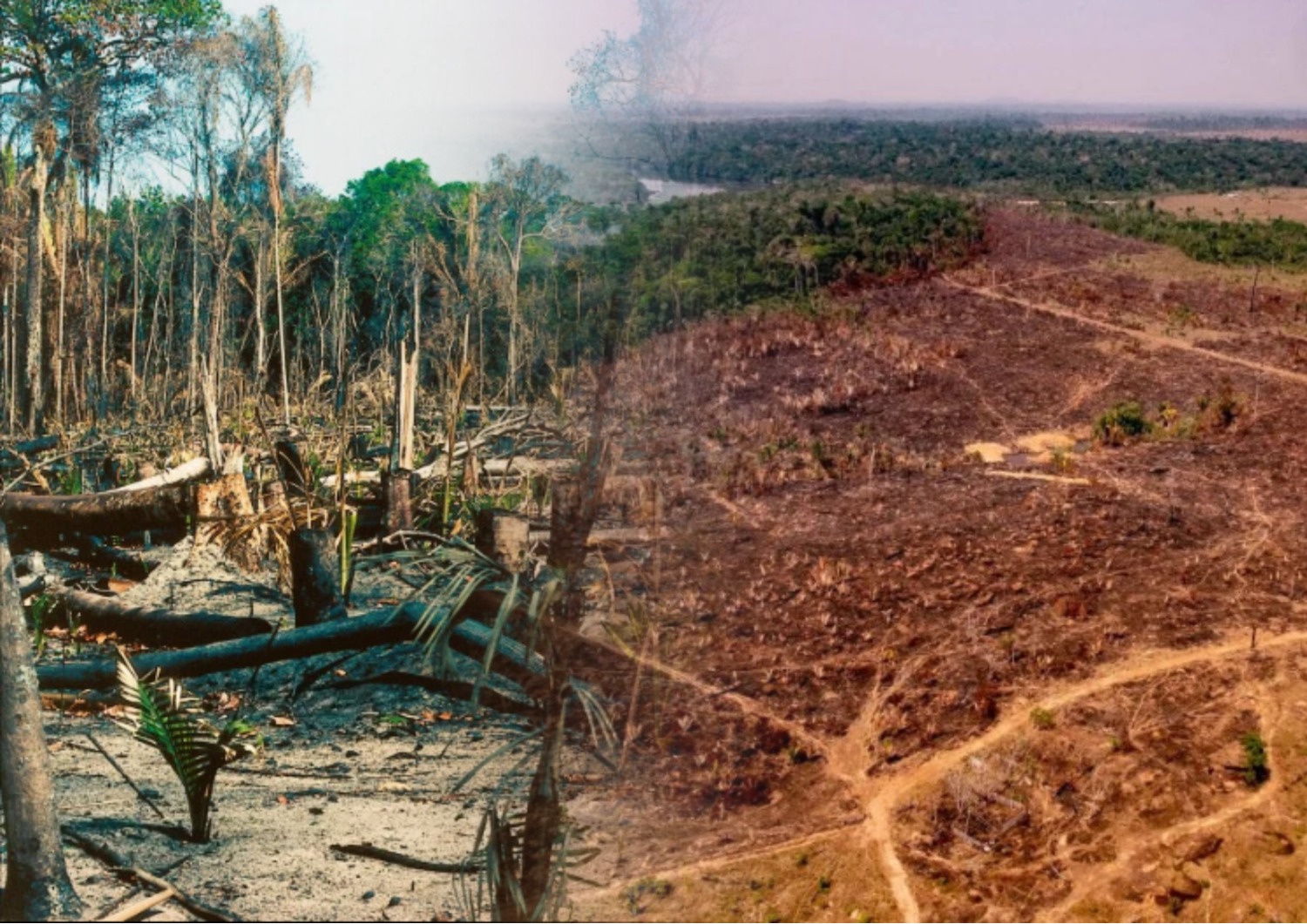 Проблема тропического леса. Вырубка тропических лесов Амазонии. Обезлесение леса Амазонии,. Обезлесение тропических лесов Африки. Обезлесение Бразилии.