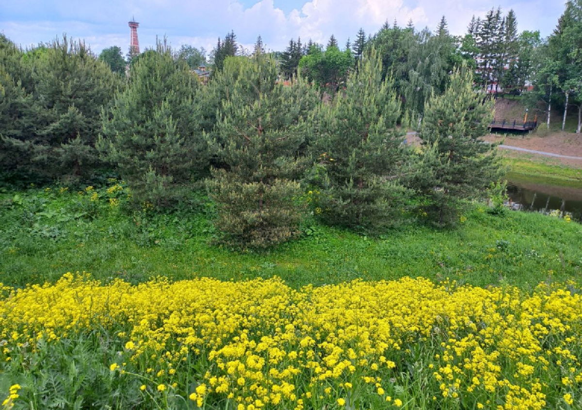 В Ростовской области выявлен особо опасный луговой мотылек