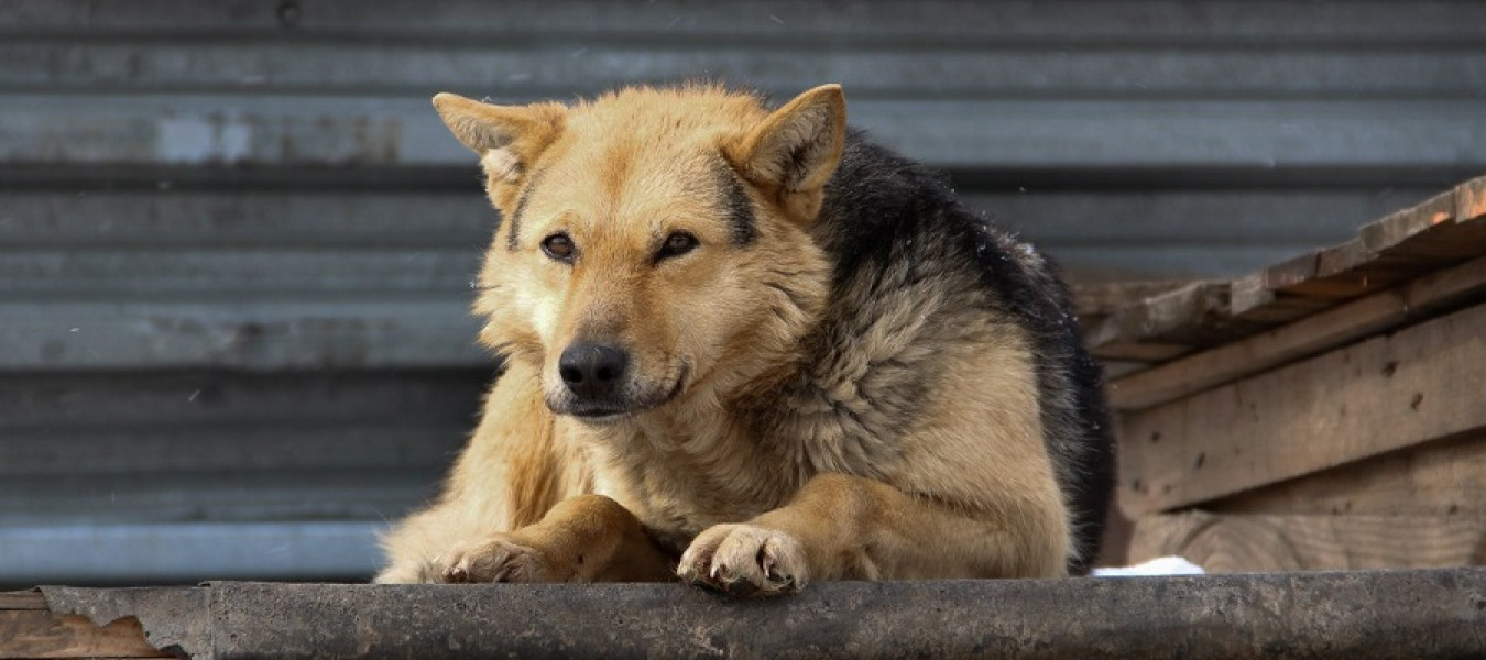 приют хатико-сердце милосердия. собака арт хатико. хатико портрет. ошейник хатико. уличные собаки.