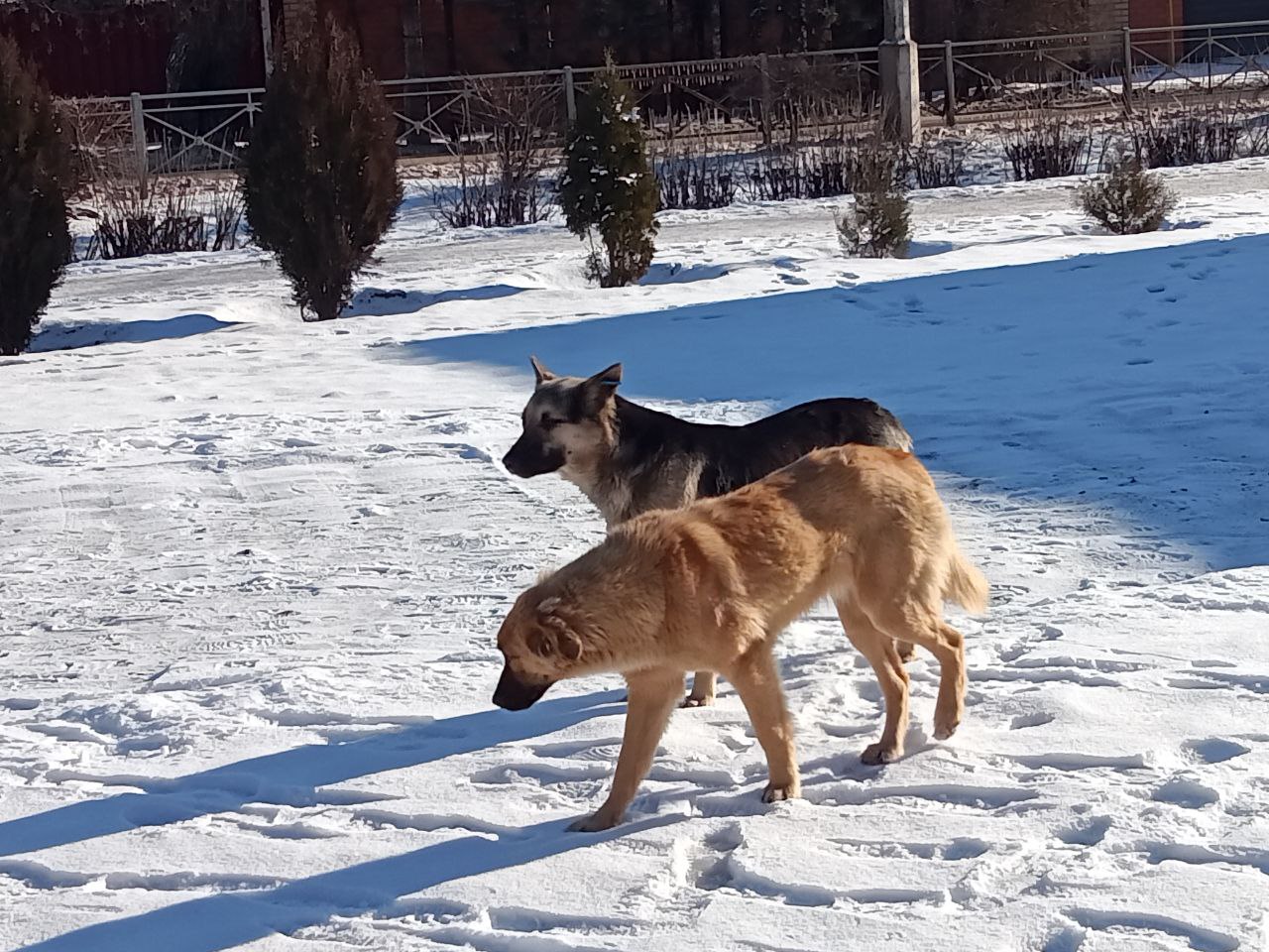 Кинолог назвал болезни, которыми человек может заразиться от собаки