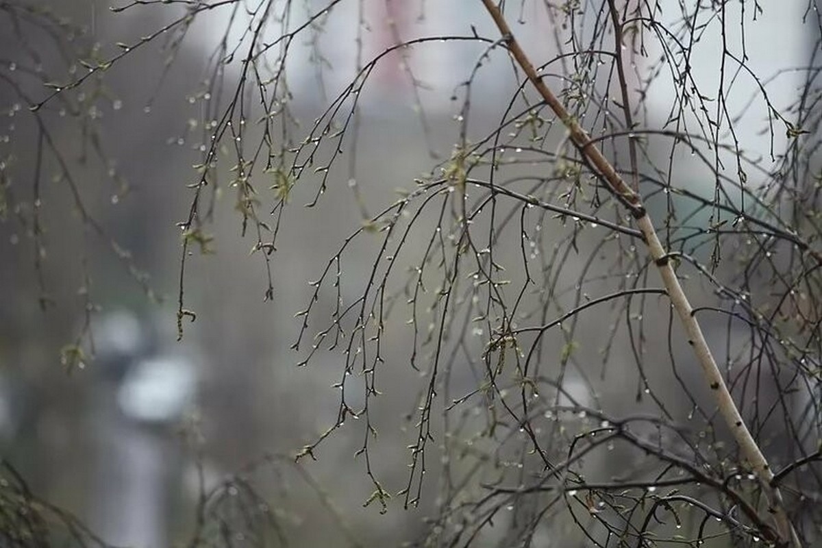 Весенние дожди фото