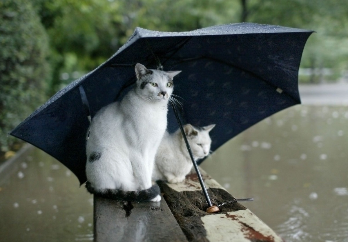 Если май холодный то лето будет. Кот и дождь. Котик с зонтиком. Коты под дождем. Кошка под зонтом.