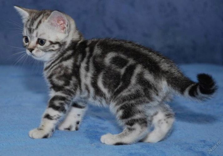 породы кошек с мраморным окрасом